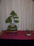 Professional bonsai exhibit MABS 2011 PIE